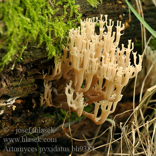 Artomyces pyxidatus Клавикоро́на коро́бчатая