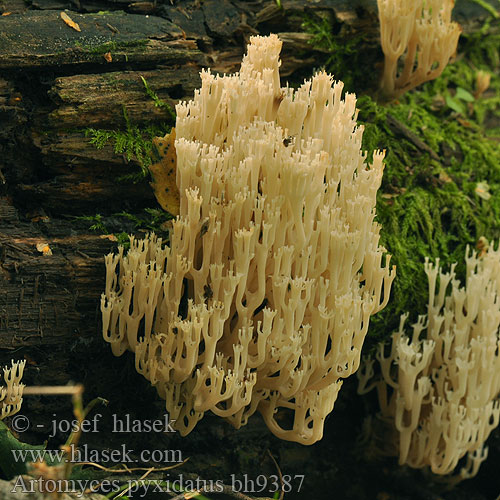 Artomyces pyxidatus bh9387