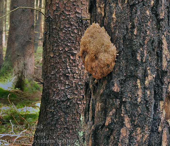 Artomyces_pyxidatus_bp0169