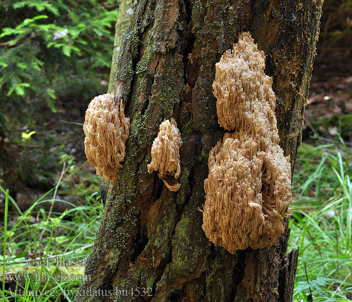 Artomyces pyxidatus Клавикоро́на коро́бчатая