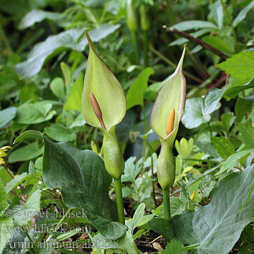 Arum alpinum cylindraceum Áron alpínsky Aron alpský Ärón východní