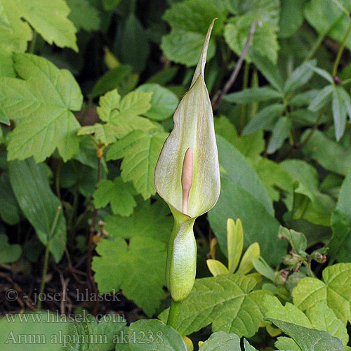 Südöstlicher Aronstab Arum alpinum cylindraceum Áron alpínsky