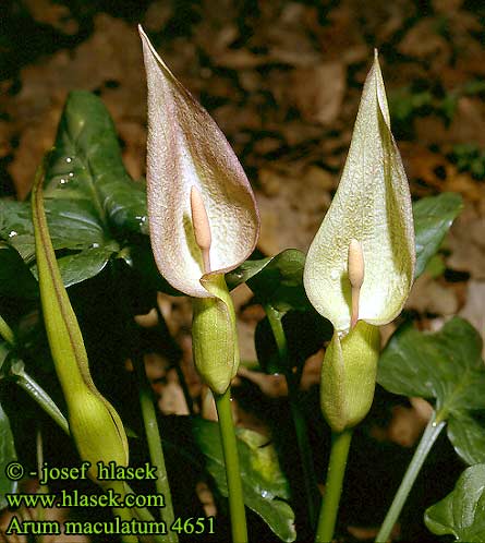 Arum maculatum Cuckoo pint lords and ladies Dansk Ingefar Mynkhättan