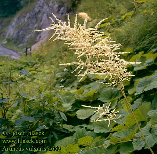 Aruncus vulgaris Goat's Beard Fjerbusk Tarhaangervo