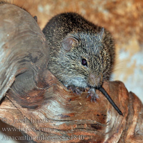 Arvicanthis niloticus African Grass Rat جرذ أفريقي