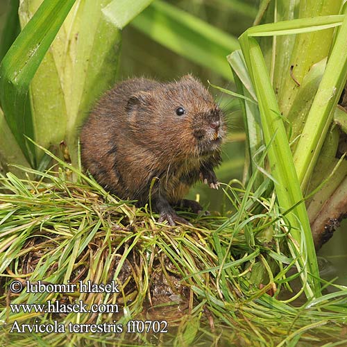 Arvicola terrestris amphibius Water vole