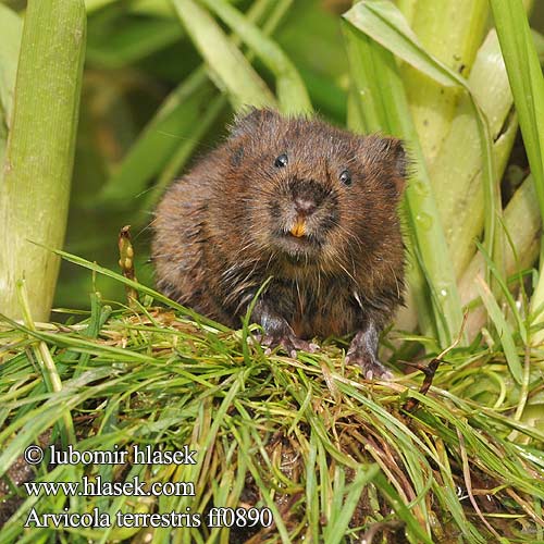 Su Sıçan Arvicola terrestris amphibius Water vole Mosegris