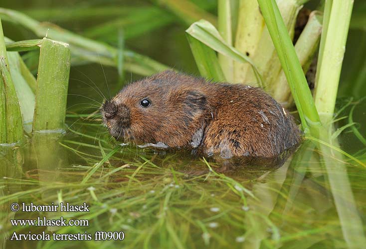 Water vole Mosegris Ostschermaus נברן מים