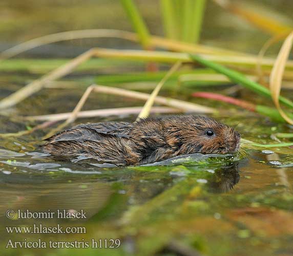 Hryzec vodný Su Sıçan Arvicola terrestris amphibius