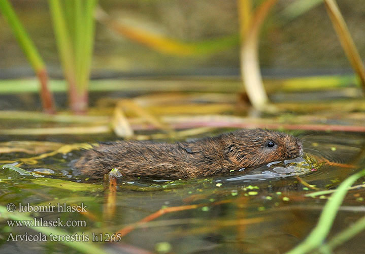 Arvicola amphibius terrestris Water vole Mosegris Ostschermaus