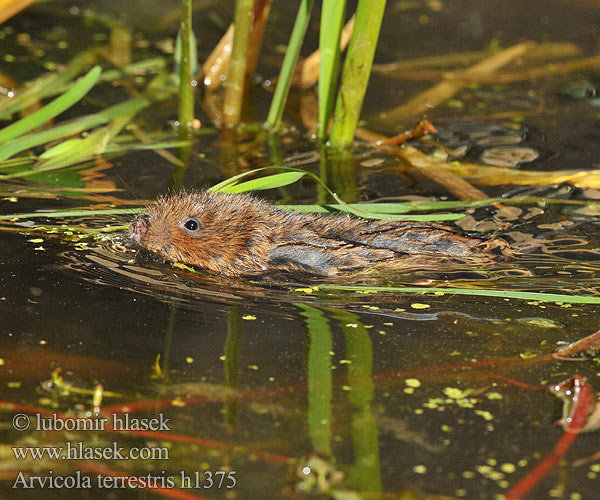 Arvicola amphibius terrestris Woelrat Karczownik Vesimyyrä