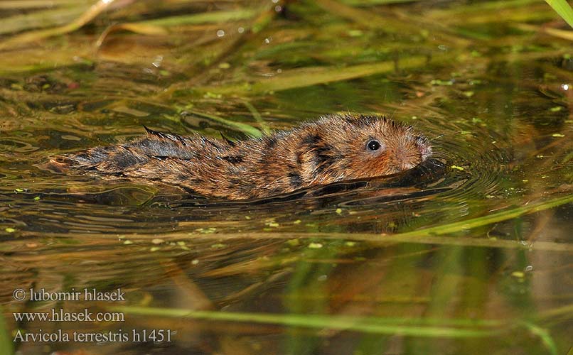 Arvicola terrestris amphibius Hryzec vodní Campagnol terrestre