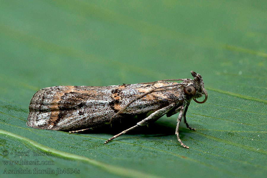 Asalebria florella