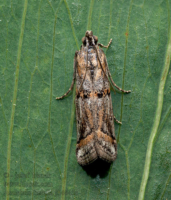 Asalebria florella