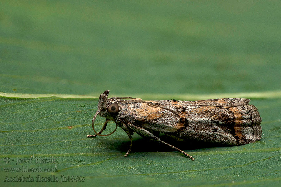 Asalebria florella