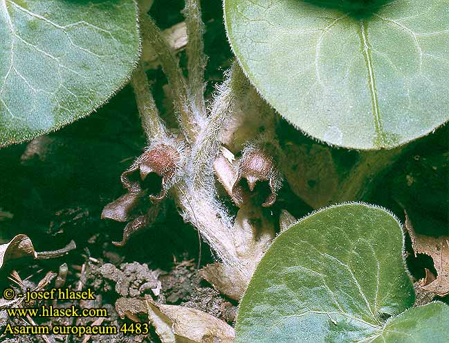 Asarum europaeum Asarabacca European Wild Ginger Hasselurt Taponlehti