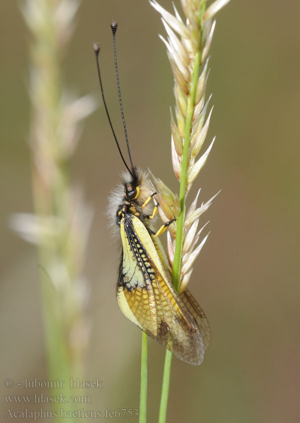 Ascalaphus baeticus Libelloides miegii cunii Ascalaphe bétique