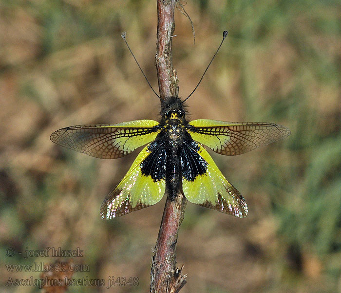 Ascalaphus baeticus Libelloides miegii cunii