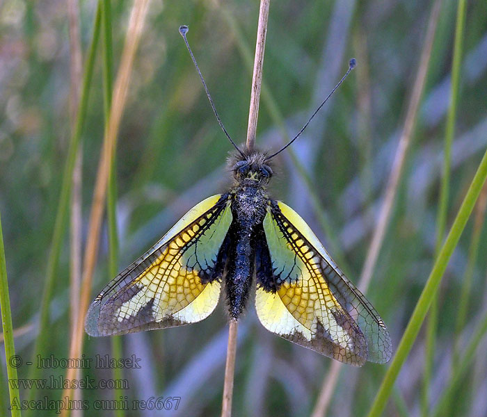 Ascalaphus cunii