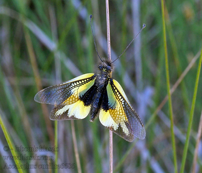 Ascalaphus cunii