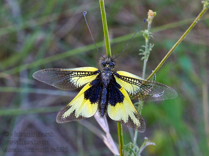 Ascalaphus cunii