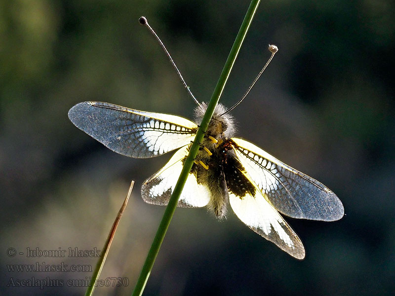 Ascalaphus cunii