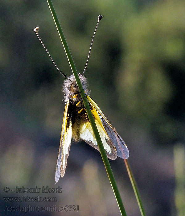 Ascalaphus cunii