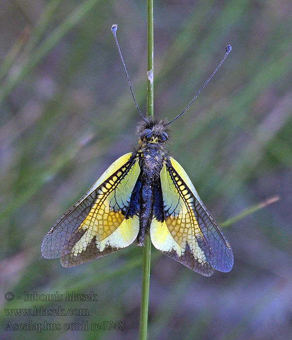 Ascalaphus cunii Libelloides miegii