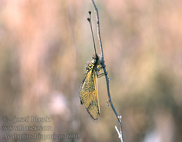 Ascalaphus hispanicus Libelloides Ascalaphe hispanique