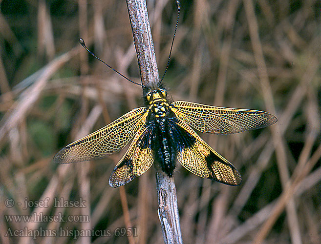 Libelloides hispanicus Ascalaphus Ascalaphe hispanique