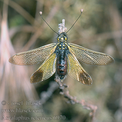 Ascalaphus Libelloides ictericus Ascalaphid