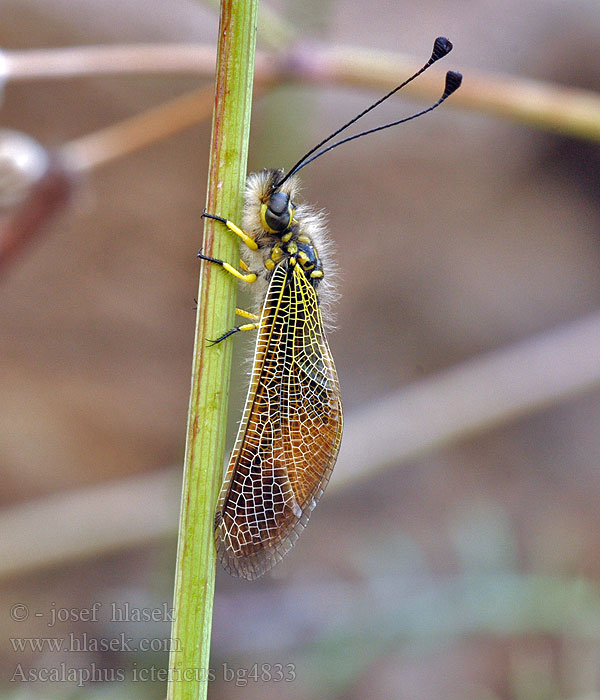 Ascalaphus ictericus Libelloides Ascalaphe loriot