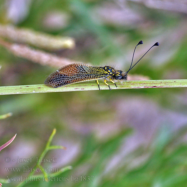 Ascalaphus ictericus Libelloides Ascalaphe loriot