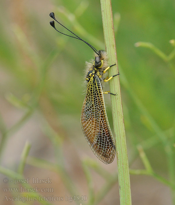 Ascalaphus ictericus Libelloides Ascalaphe loriot