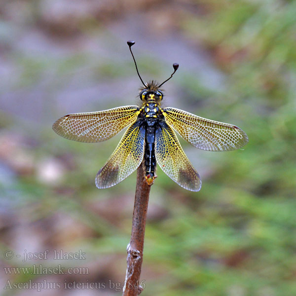 Libelloides ictericus Ascalaphus Ascalaphe loriot