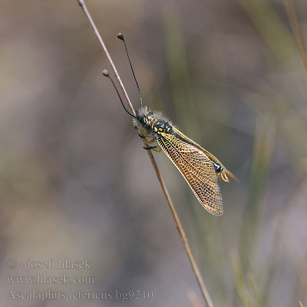 Libelloides ictericus Ascalaphus Ascalaphe loriot