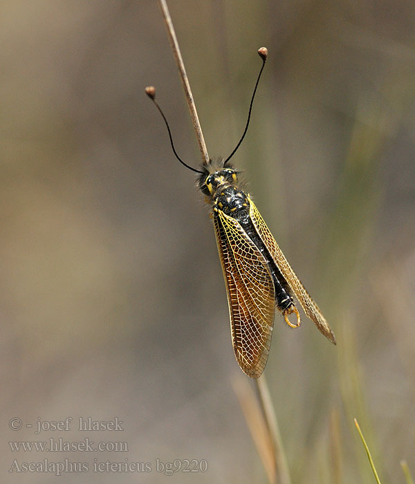 Libelloides ictericus Ascalaphus Ascalaphe loriot