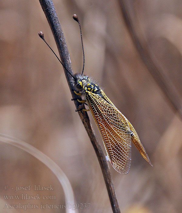 Ascalaphe loriot Libelloides ictericus Ascalaphus Ascaláfido