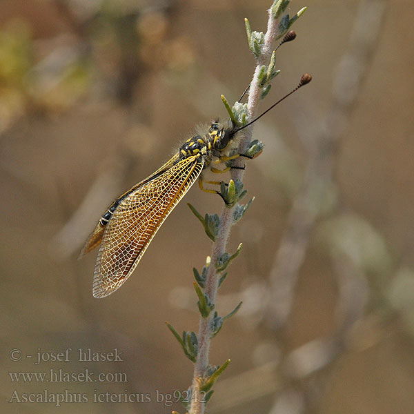 Ascalaphe loriot Libelloides ictericus Ascalaphus Ascaláfido