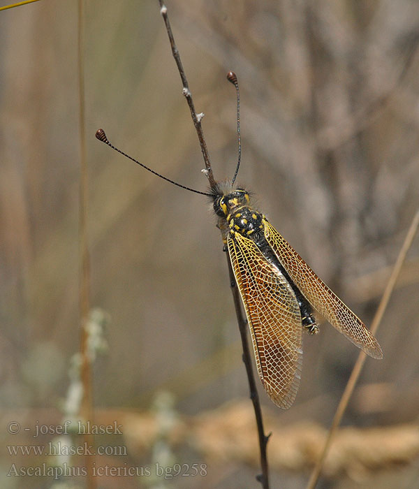 Ascaláfido Libelloides ictericus AscalaphusAscalaphe loriot