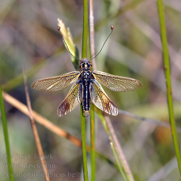 Ascaláfido Libelloides ictericus AscalaphusAscalaphe loriot