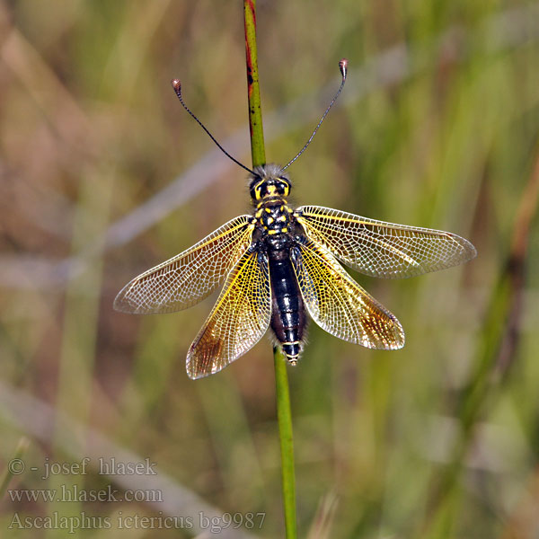 Ploskoroh Libelloides ictericus AscalaphusAscalaphe loriot Ascaláfido