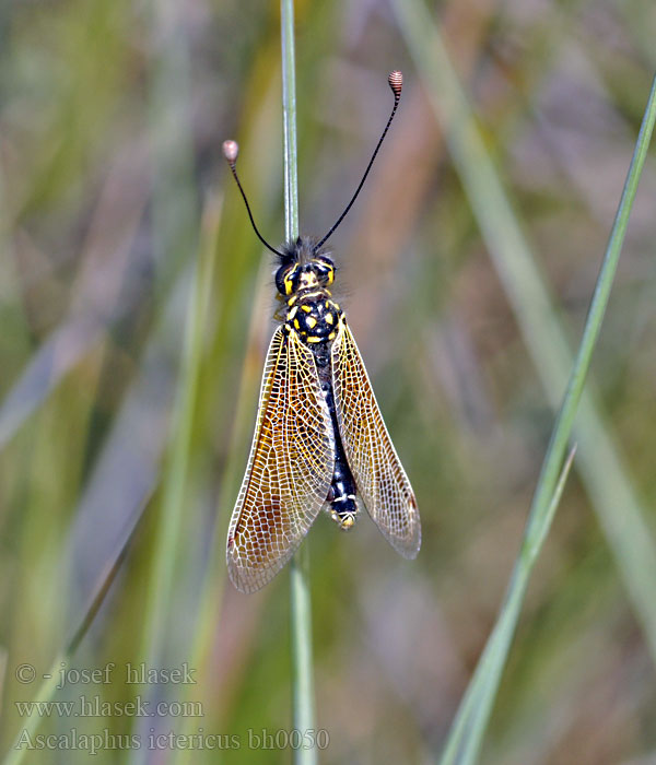 Ploskoroh Libelloides ictericus AscalaphusAscalaphe loriot Ascaláfido