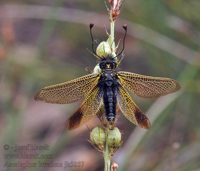 Ascalaphus ictericus