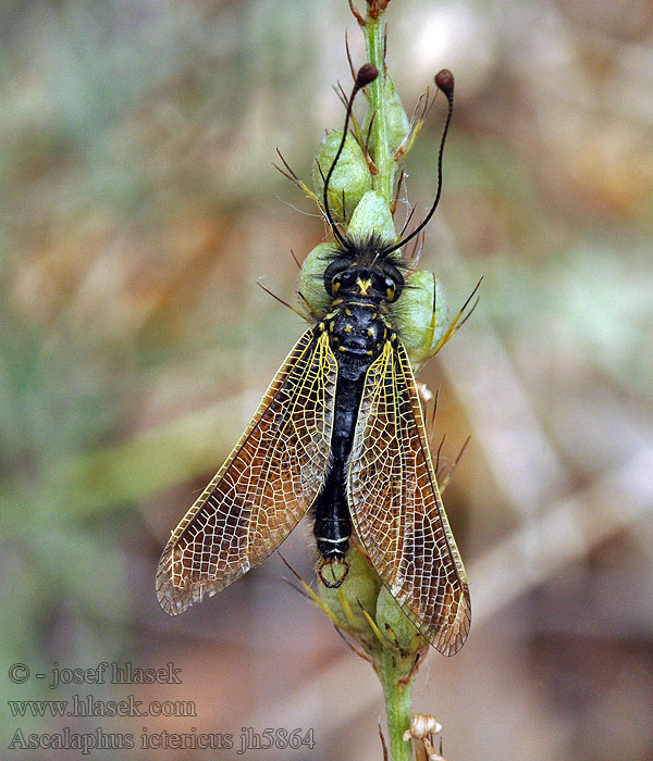 Ascalaphus ictericus