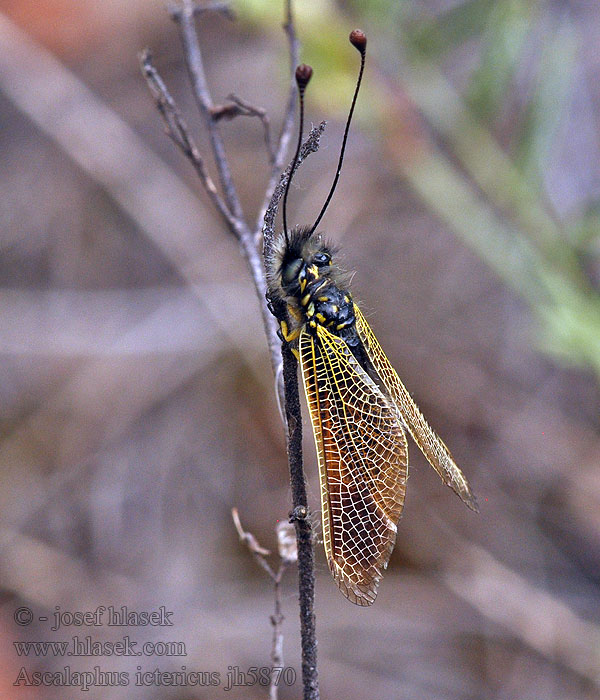 Ascalaphus ictericus