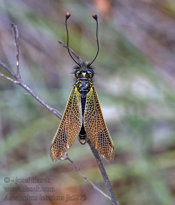 Ascalaphus ictericus