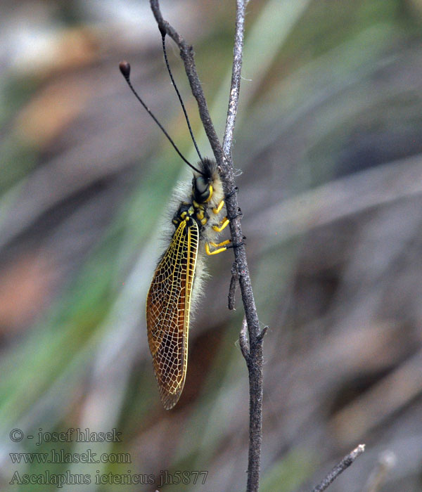 Ascalaphus ictericus