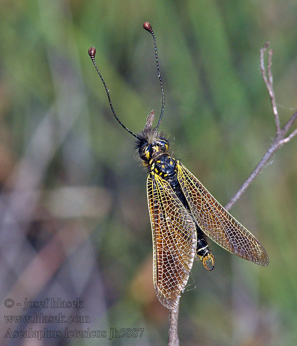 Ascalaphus ictericus