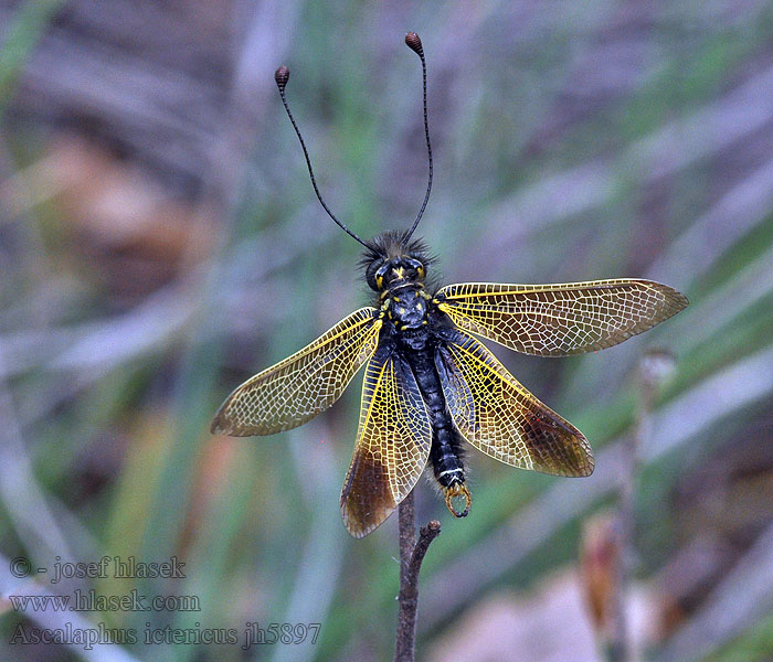 Ascalaphus ictericus